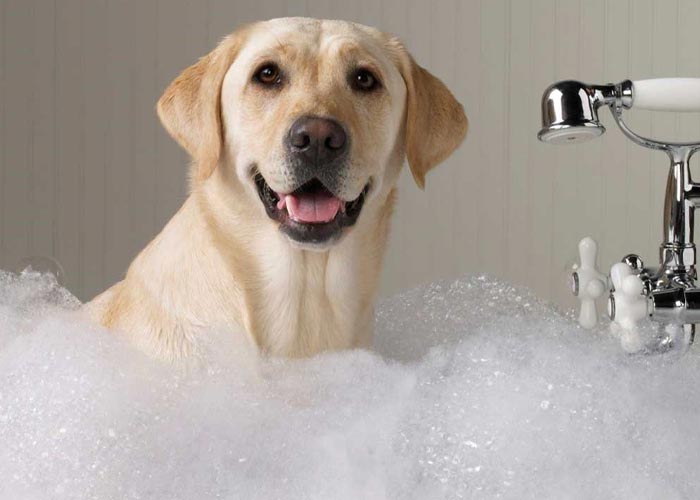 شستن سگ هرچند وقت یک بار باید انجام شود؟