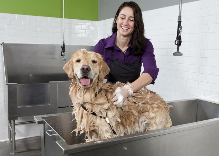 مراحل صحیح شستن سگ چگونه است؟