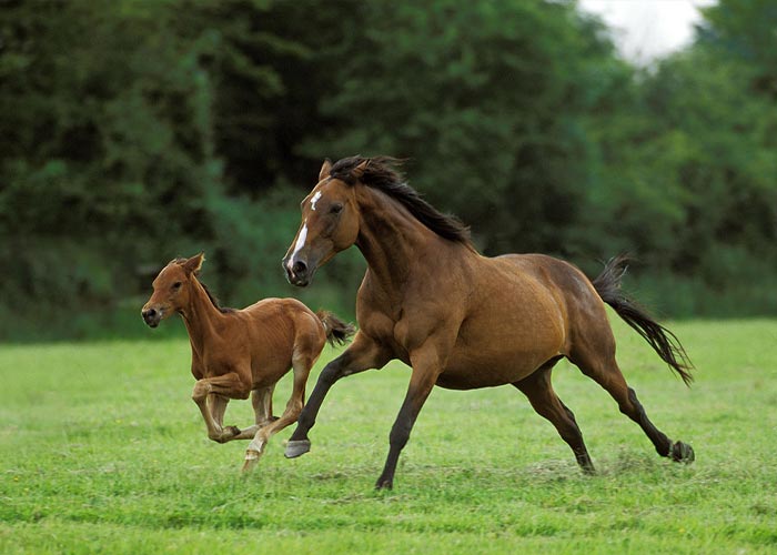 نژاد اسب در دنیا چه تنوعی دارد؟