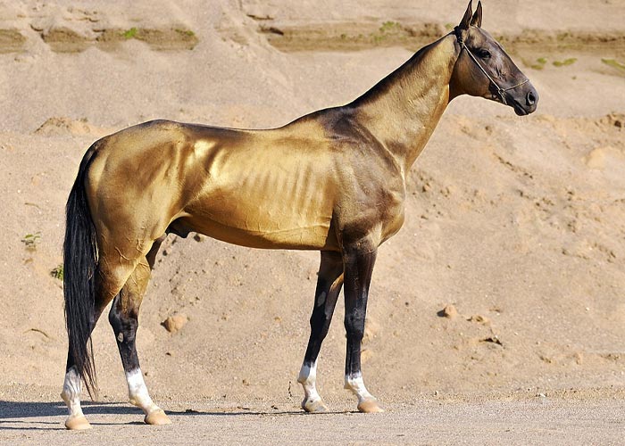 اسب ترکمن چگونه اسبی است؟