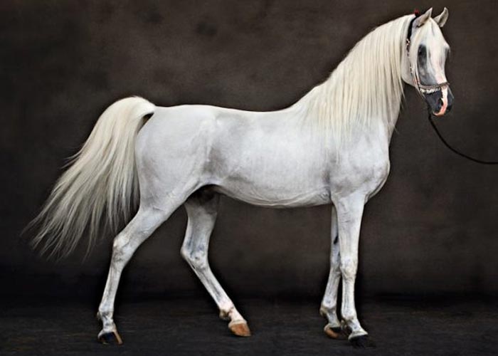 نژاد ایرانی اسب تالشی چه ویژگی‌های منحصربه‌فردی دارد؟
