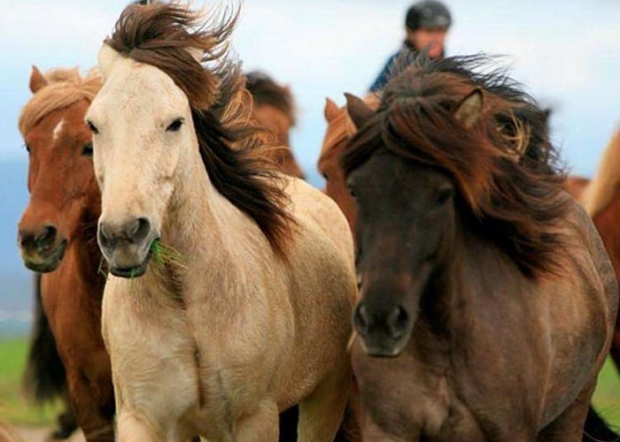 نژاد اسب بومی ایران چه ویژگی‌هایی دارد؟