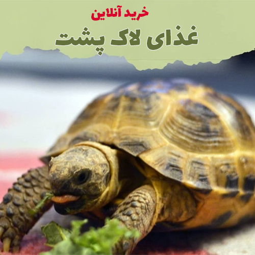 خرید غذای لاک پشت