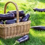 آشنایی با نحوه نگهداری بادمجان