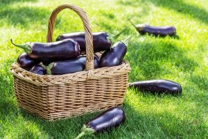 آشنایی با نحوه نگهداری بادمجان