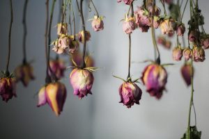 خشک کردن گل طبیعی
