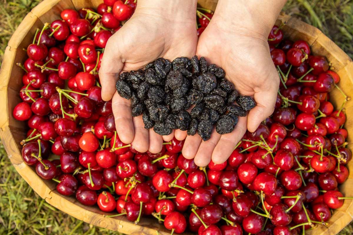 ۳ روش کاربردی برای خشک کردن آلبالو در خانه
