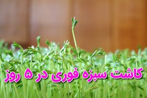 کاشت سبزه در 5 روز