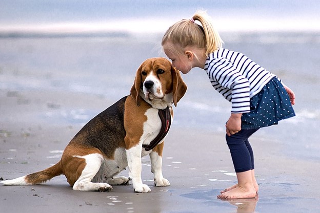 دختر کوچک در کنار سگ بیگل