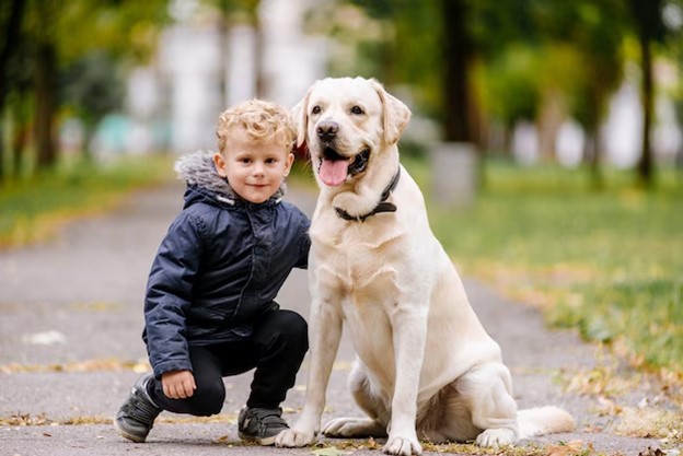 سگ لابرادور در کنار پسر بچه