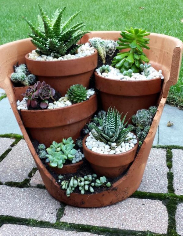 استفاده از کاکتوس برای ساخت گلدان مینیاتوری 