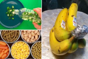 نگهداری از مواد غذایی