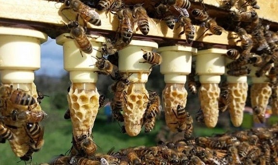 پرورش ملکه زنبور عسل و آموزش زنبورداری