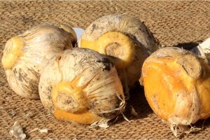 نگهداری موسیر تازه
