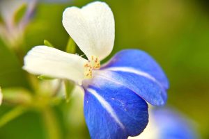 گل مریم آبی