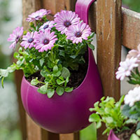 گیاه فضای باز