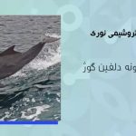 پتروشیمی نوری، حافظ گونه دلفین گوژپشت در خلیج فارس