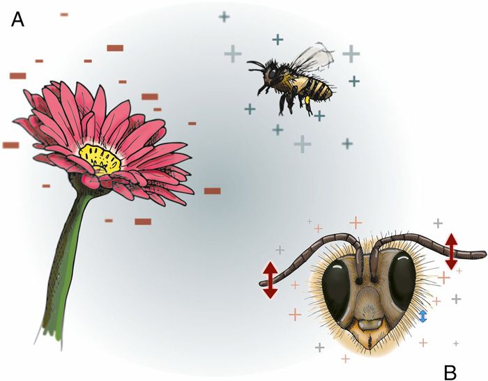 نقش زنبورعسل در گرده افشانی به واسطه میدان الکتریکی میان گل‌ها