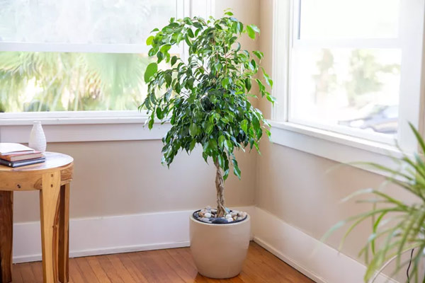 گیاهان آپارتمانی لوکس برای خانه مدرن
