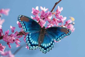 پروانه روی گل ها