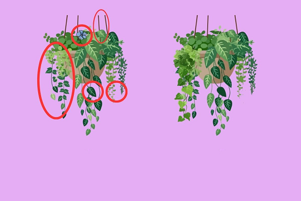 معمای اختلاف تصویر دو گیاه