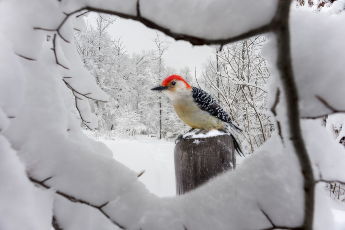 انشا درباره زمستان و پرندگان در زمستان