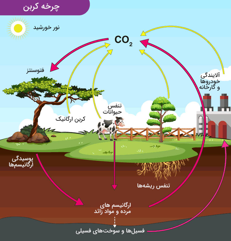 چرخه کربن