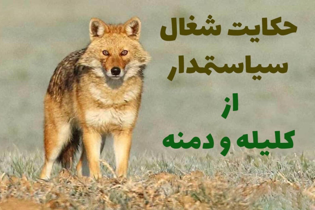 شغال سیاستمدار