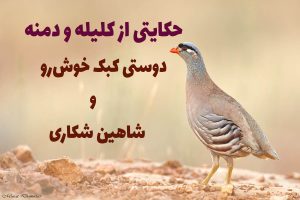 داستان کبک زیبا و شاهین
