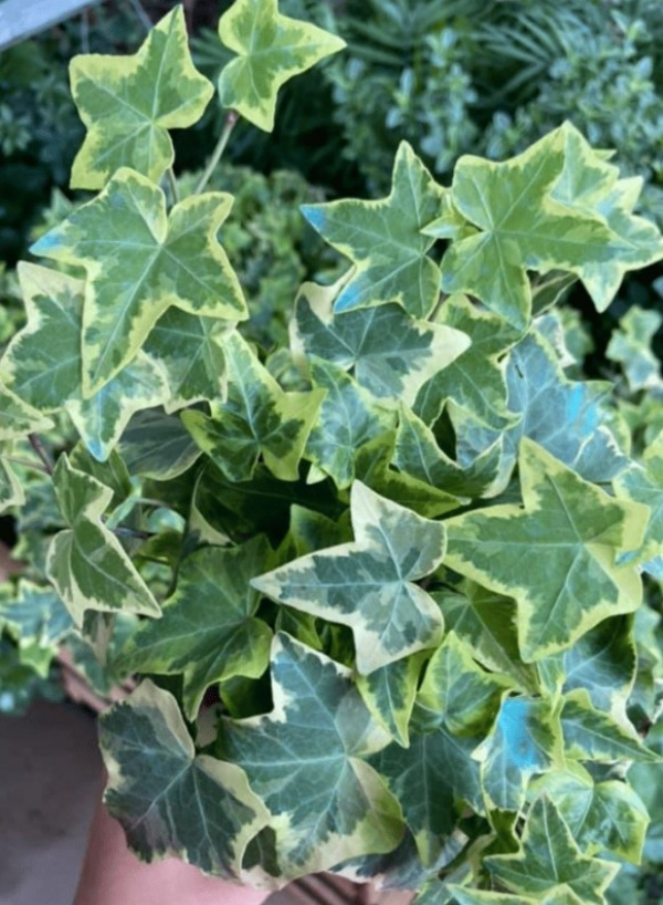 گل شبیه به پتوس