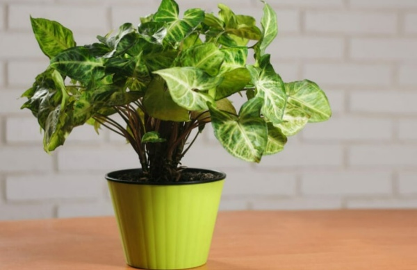 گل شبیه به پتوس