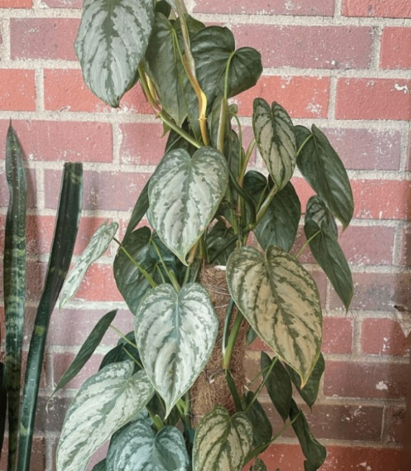 گل شبیه به پتوس