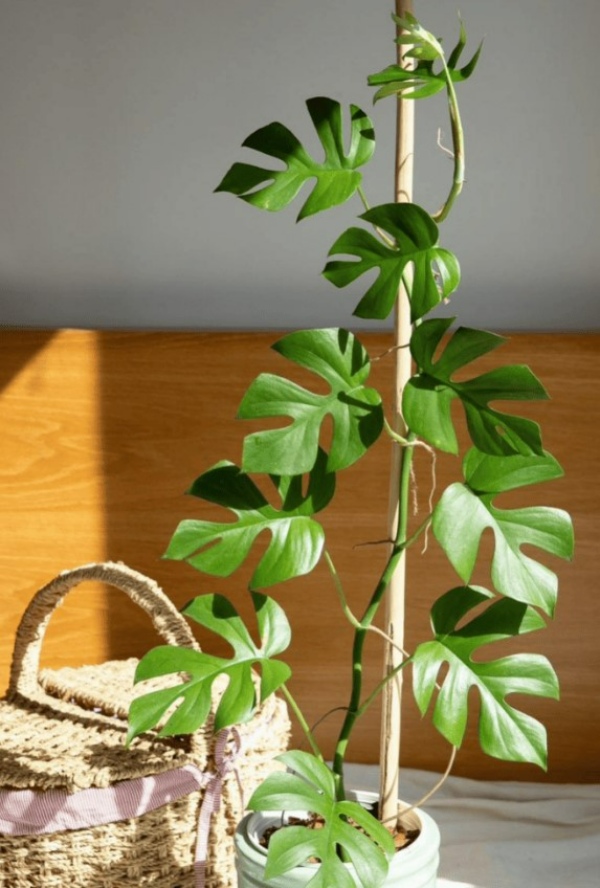 گل شبیه به پتوس