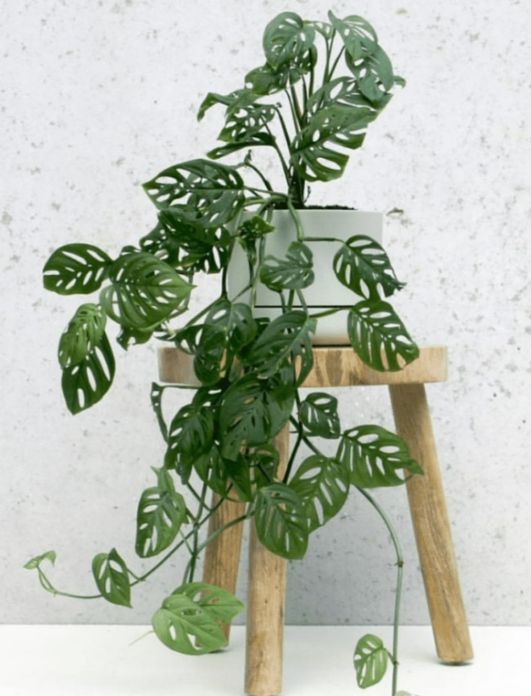 گل شبیه به پتوس