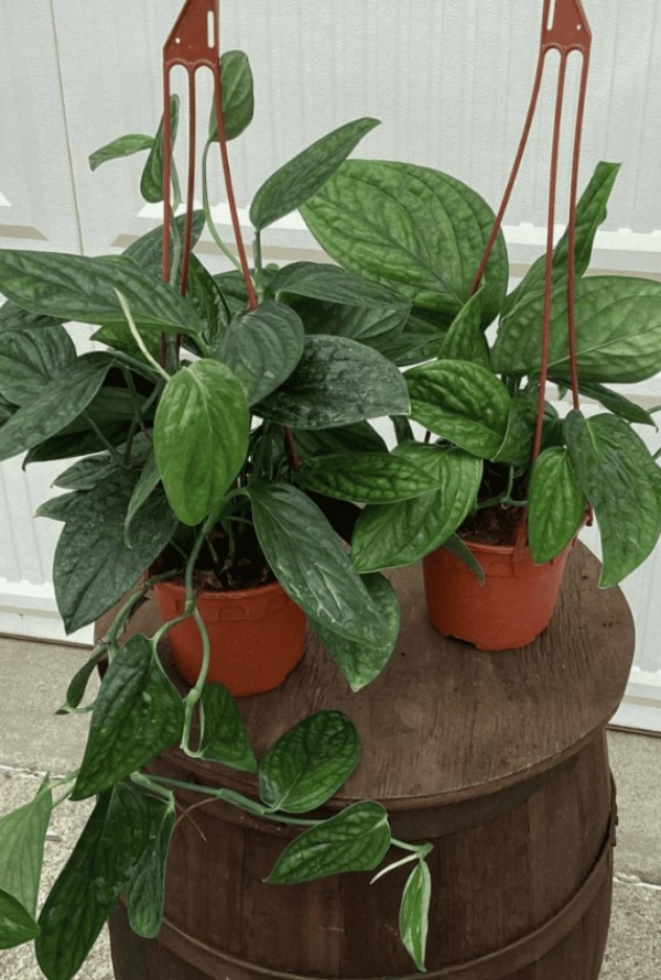 گل شبیه به پتوس