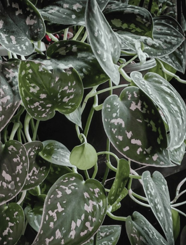 گل شبیه به پتوس