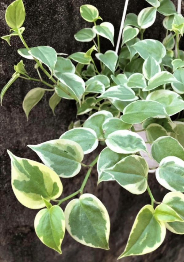 گل شبیه به پتوس