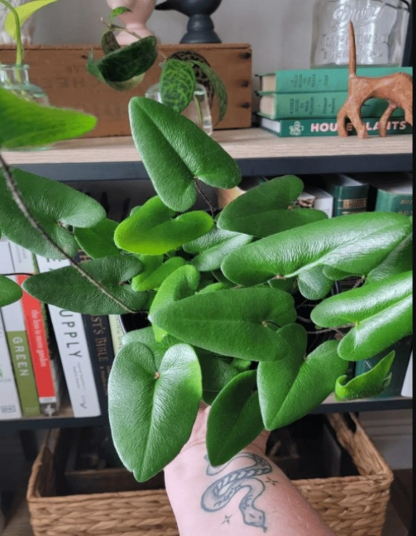 گل شبیه به پتوس