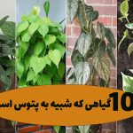 گل شبیه به پتوس