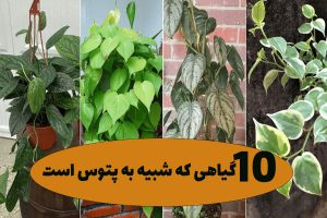 گل شبیه به پتوس