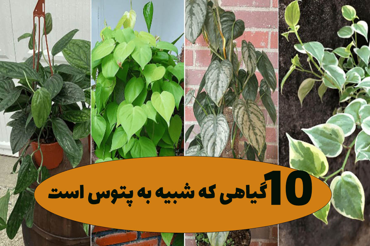 گل شبیه به پتوس