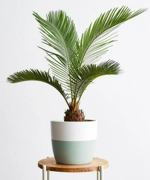 گیاهان آپارتمانی کم آب