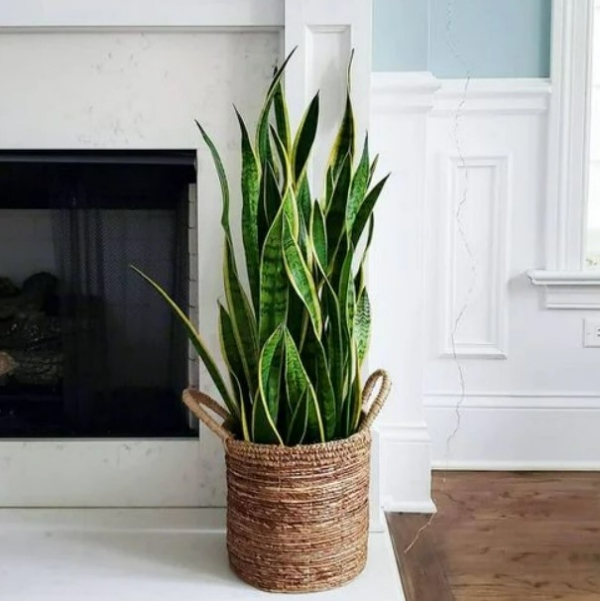 گیاهان آپارتمانی کم آب