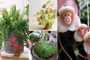 گل های با شخصیت