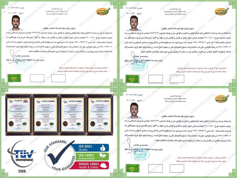 مجوز تولید نهال سیب