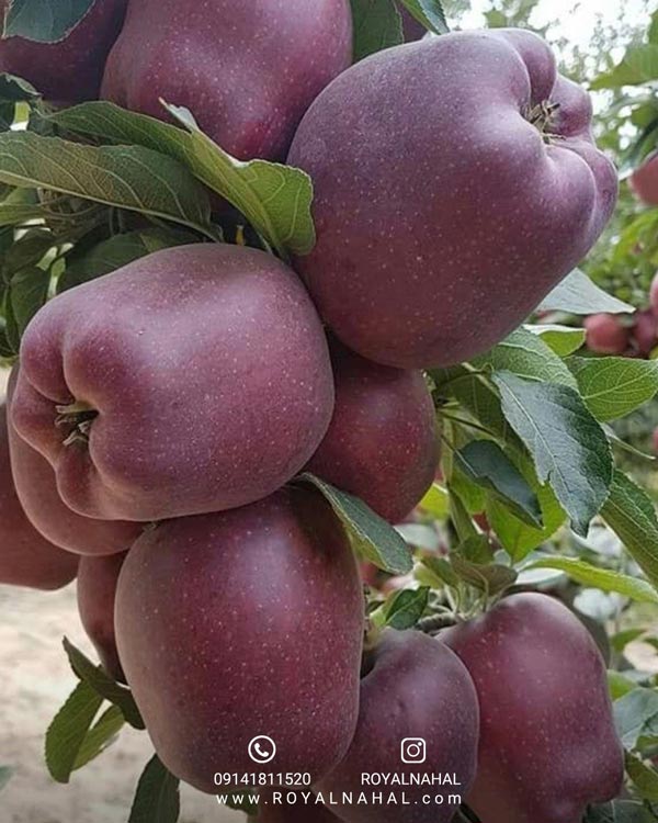 نهال سیب