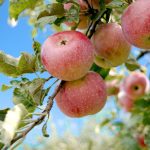 نهال سیب اصلاح شده