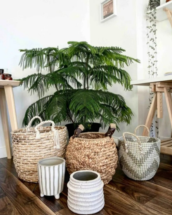 گلدانهای سبدی