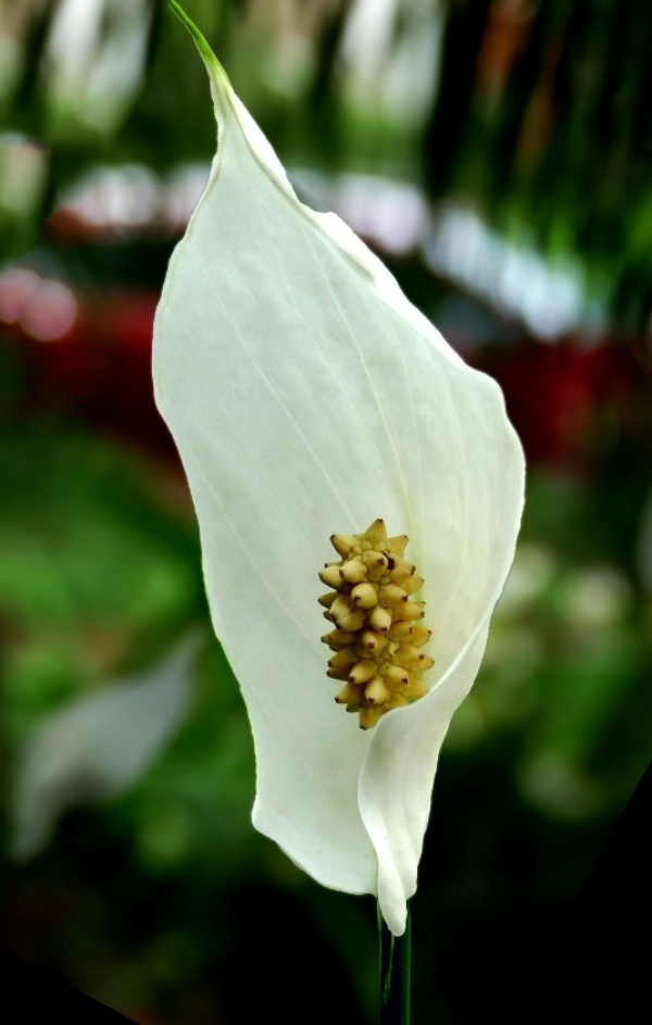 گیاهان برای درمان افسردگی