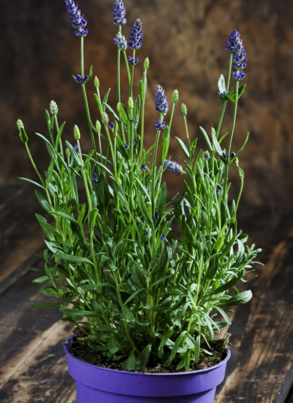 گیاهان برای درمان افسردگی